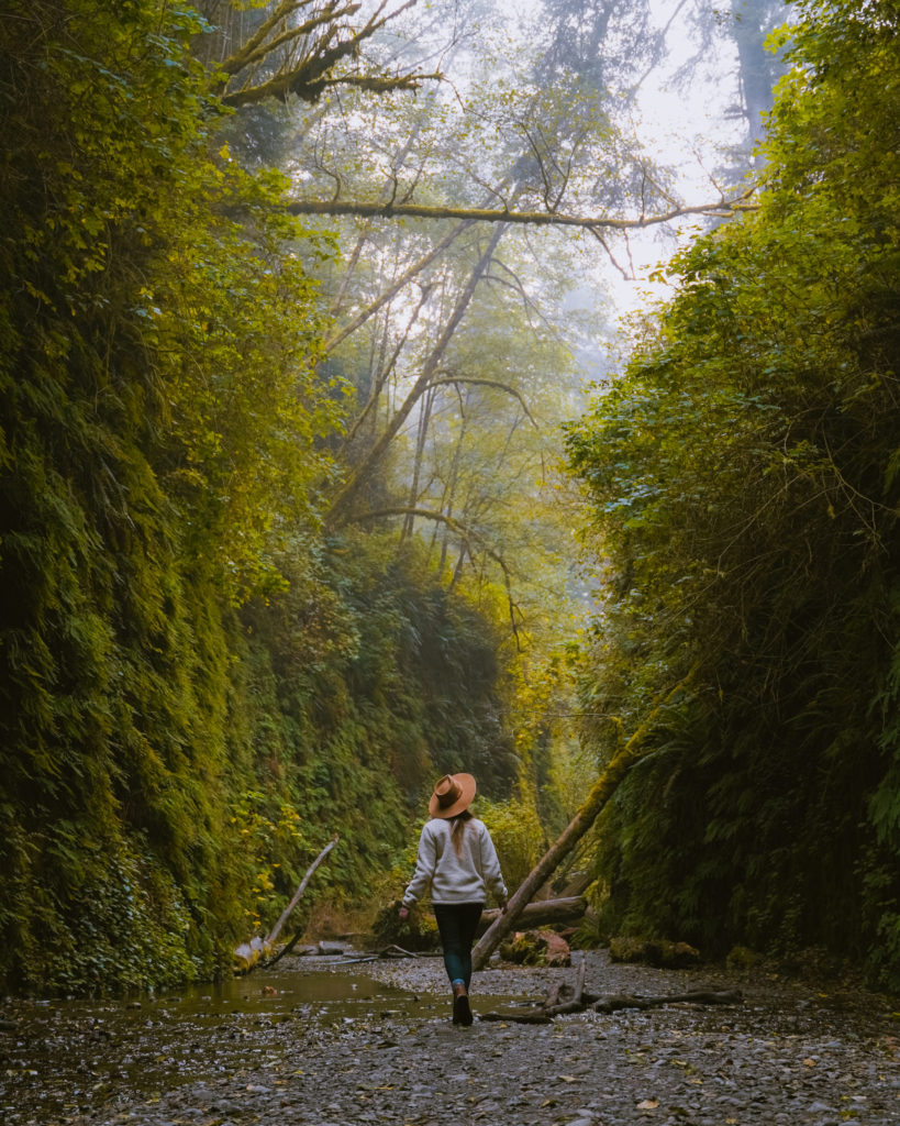 Fern Canyon