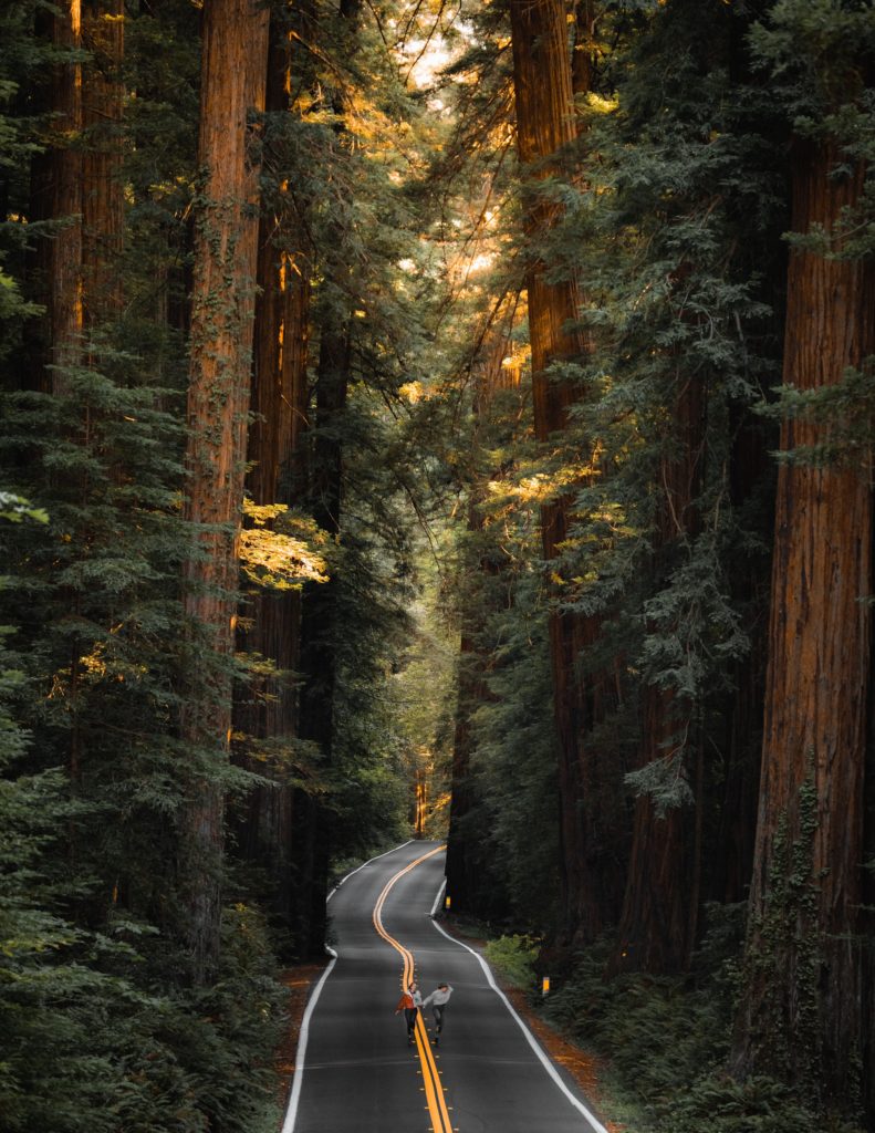 Avenue of the Giants Epic Road shot