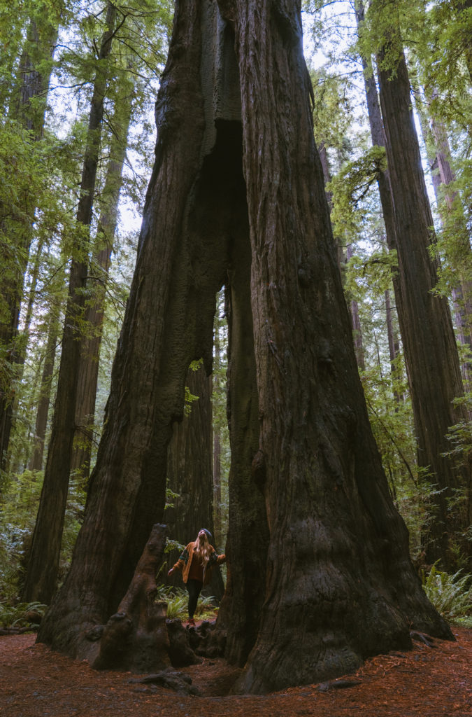 Avenue of the Giants: Best Quick Stop Spots. Another incredible Redwood tree that can be seen on Founder's Grove Trail. 