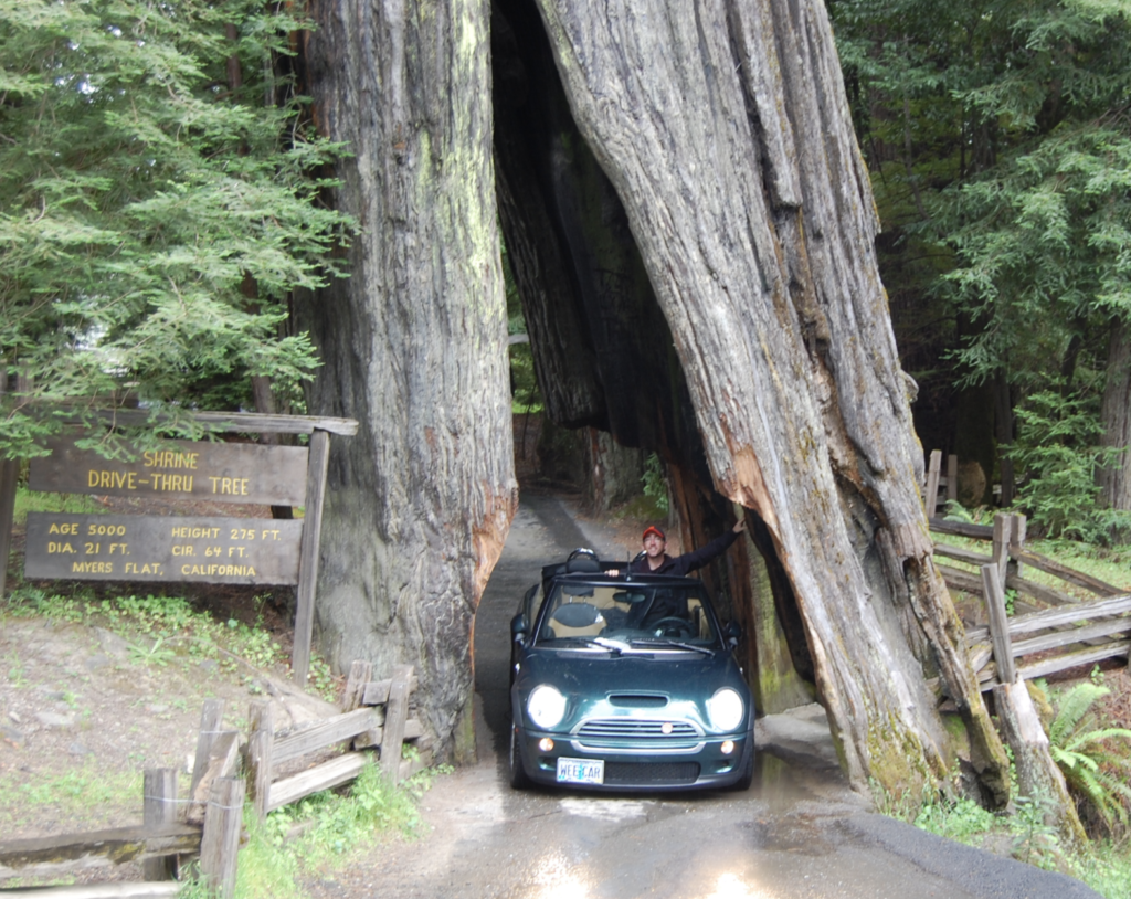 Shrine Drive-Through Tree is another classic along the Avenue of the Giants: Best Quick Stop Spots