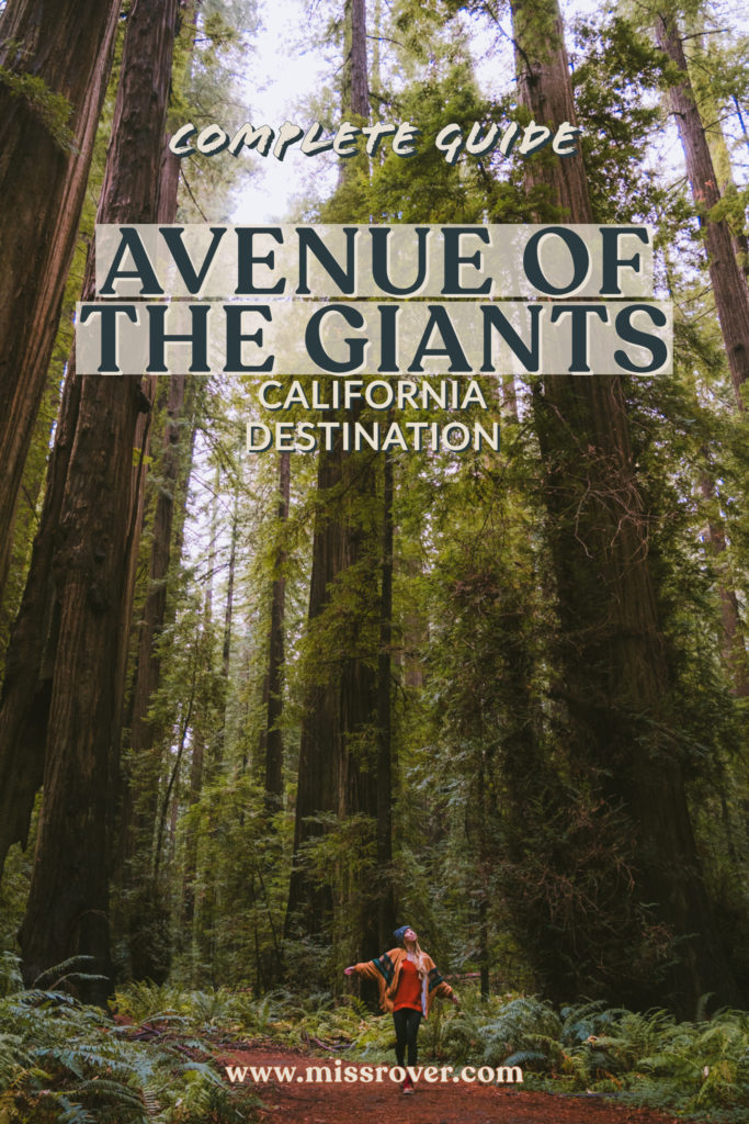 Avenue of the Giants