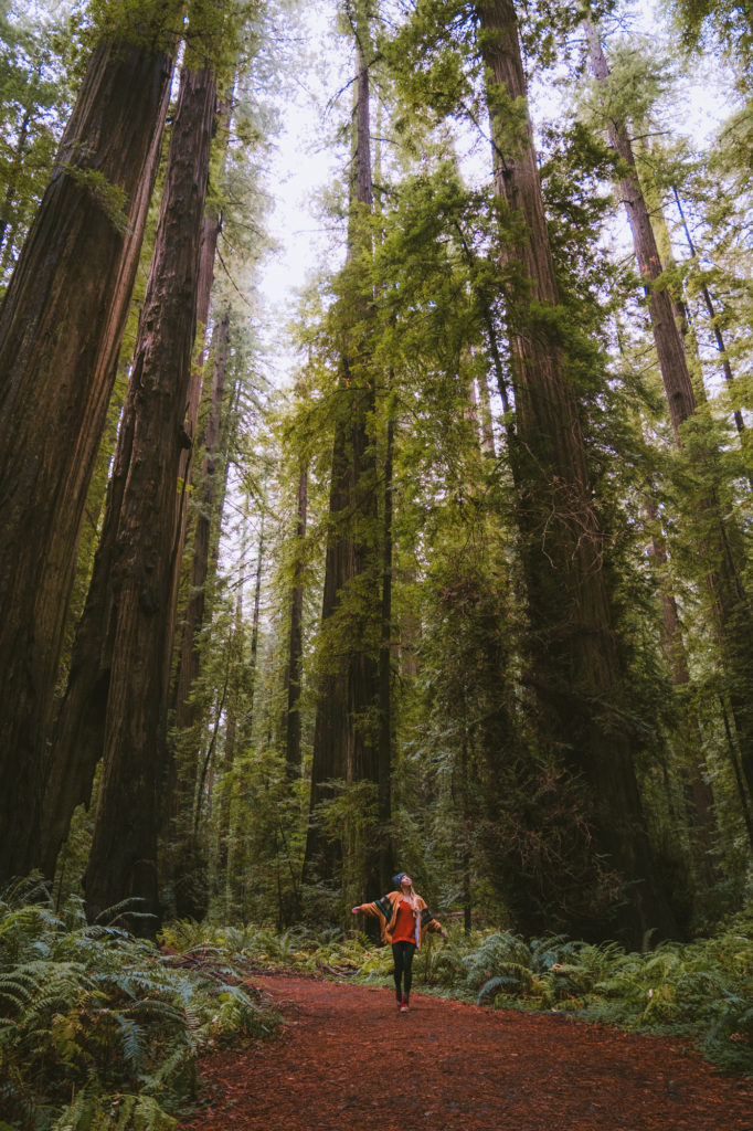 Best Camera gear for Travel Blogging. This photo shows the use of the Sony a7III with a Sigma 24-70 f/2.8 lens in the redwoods for a perspective that makes the trees very tall. 