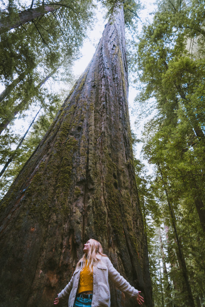 Avenue of the Giants: Best Quick Stop Spots. Take a selfie with Founder's Tree, an especially large Redwood Tree at the beginning of the trail. 