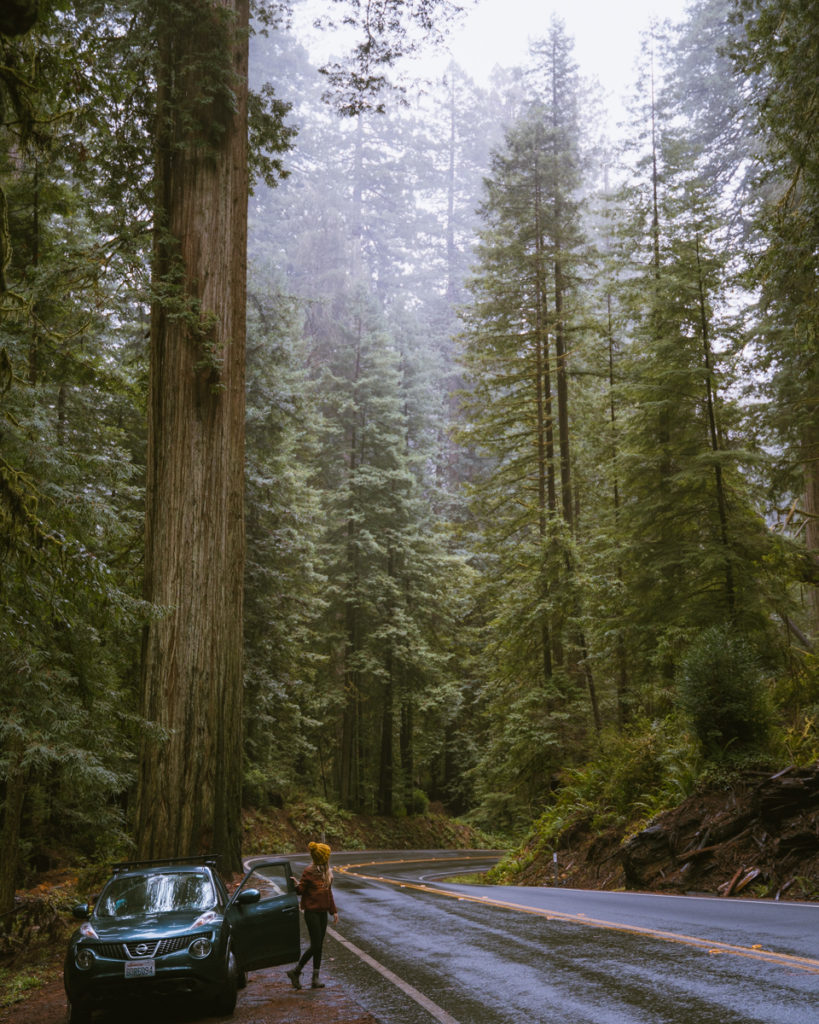 A woman gets out of her car to stop and see the redwoods in Jedediah Smith State park