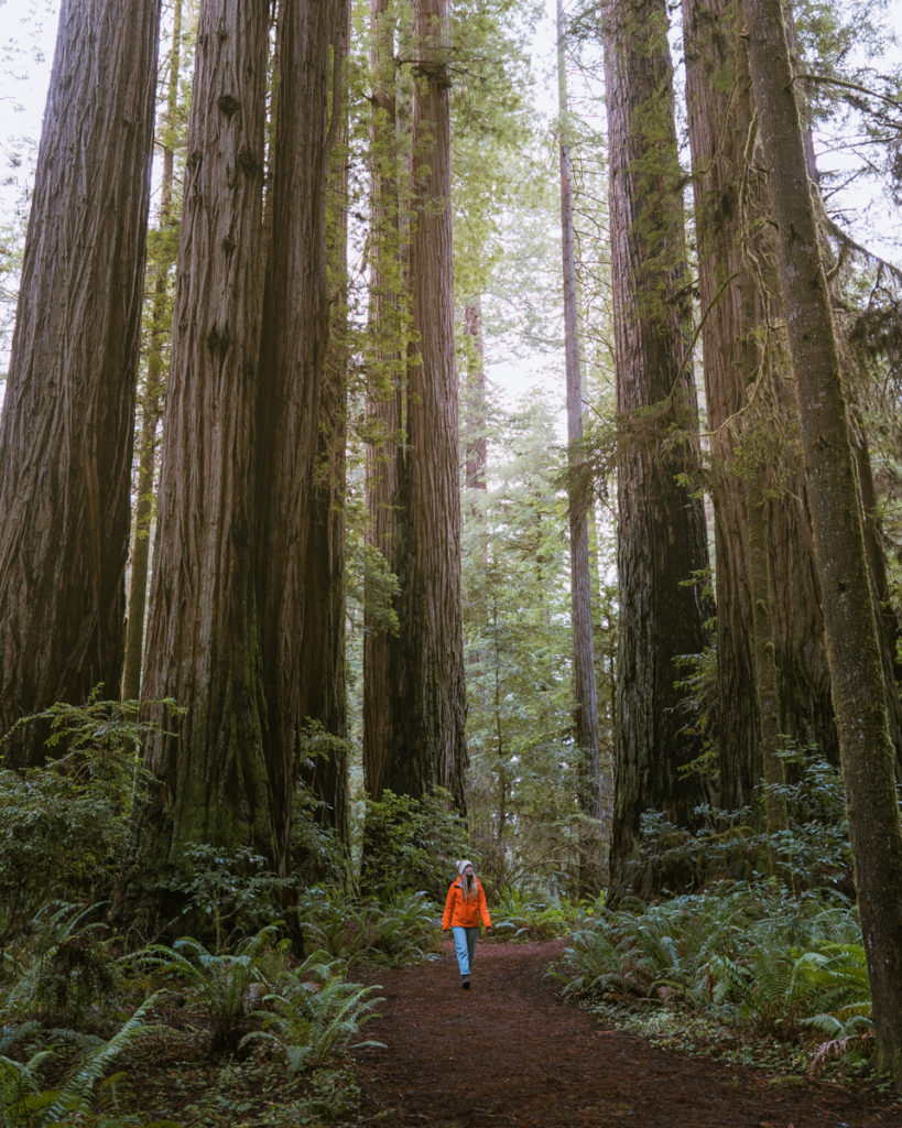 A woman walks through towering redwoods in jedediah smith state park. Great picture spot with a person  so small next to the redwood trees. 