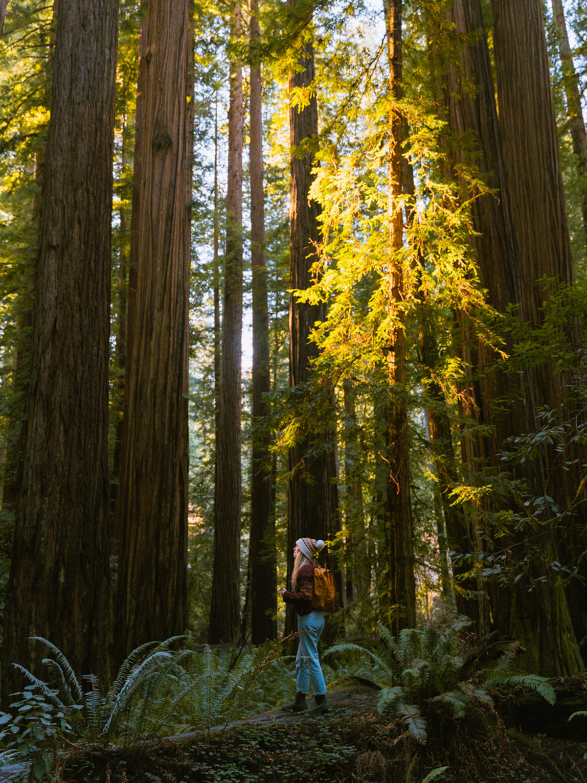 15 Best Redwood Destinations. The Redwood National and State Parks are home to the tallest trees in the world. Check out the best spots in this complete guide.