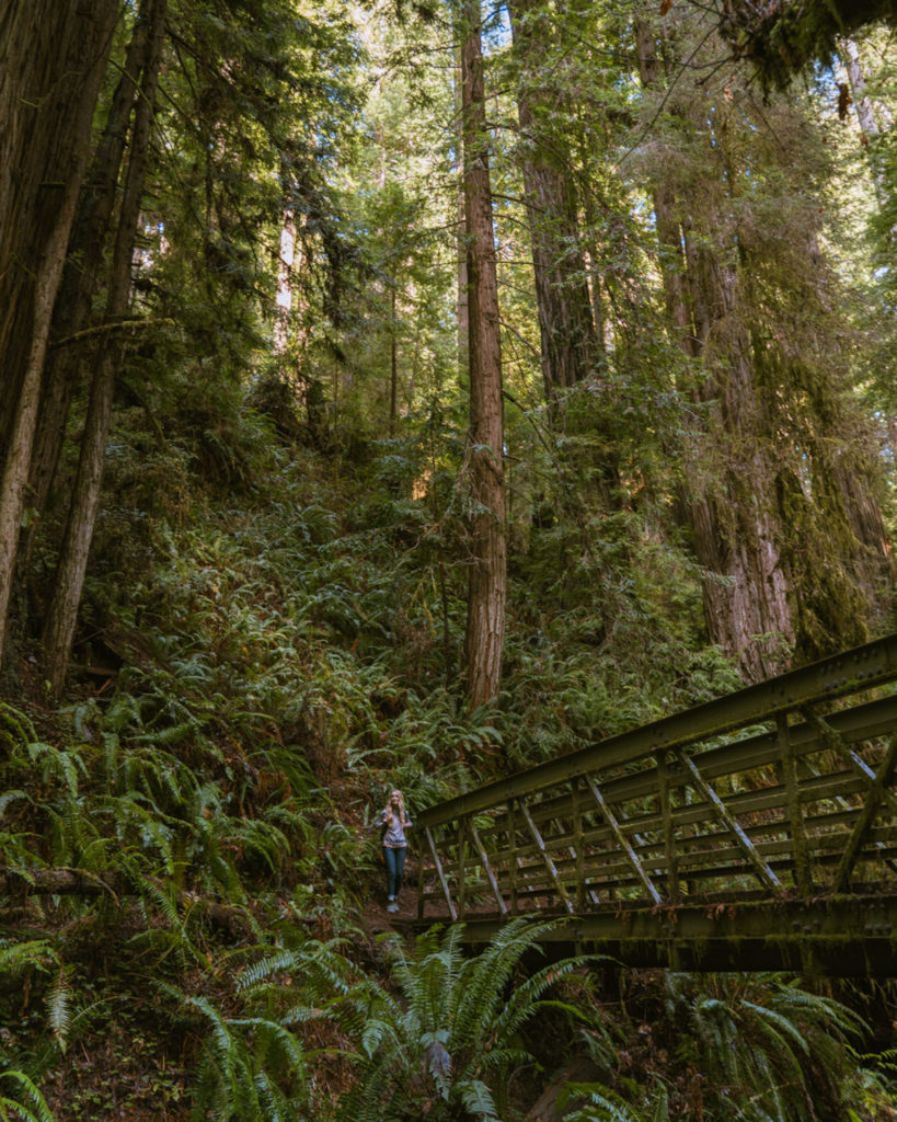 Bridge going through Redwood Forest in Redwood State and National Parks