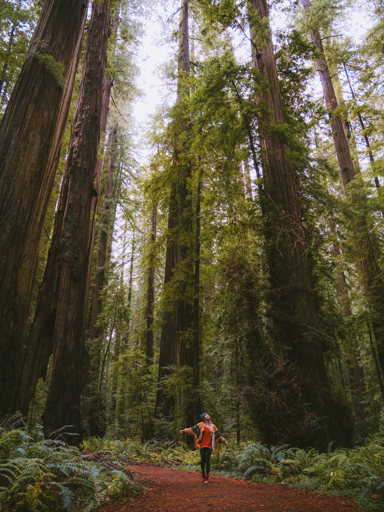 Founder's Grove Redwoods trail. Woman walking down a trail surrounded by Redwoods. Redwood National and State Park Ultimate Guide.