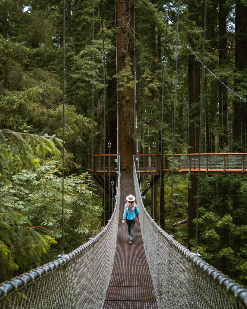 Redwood Skywalk in Eureka California