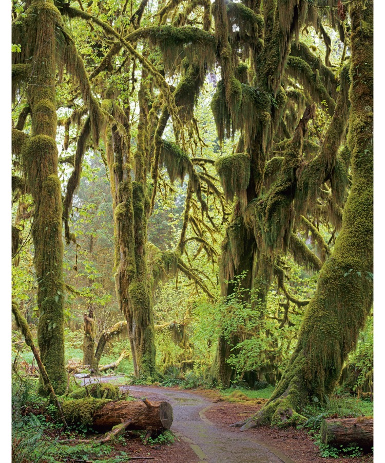 Hall of Mosses in Best things to do in Olympic National Park