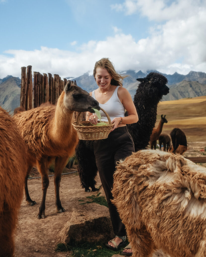 feed the llamas in cusco peru. take photos with llamas in cusco