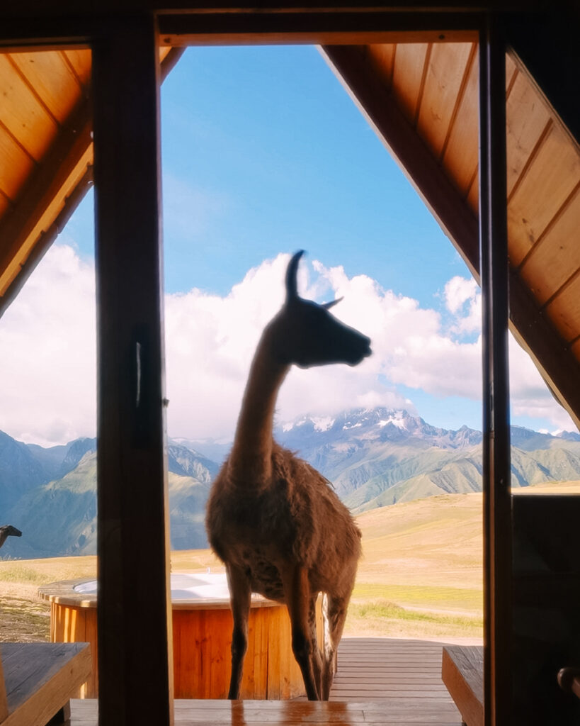 unique stay with llamas in cusco peru