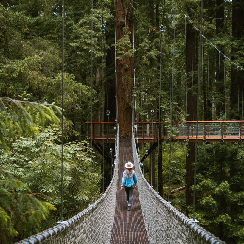Redwood Skywalk in Eureka California